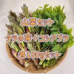 山菜セット(タラの芽＋コシアブラ)