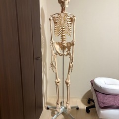 [7ウェルネ] 全身骨格模型 等身大の画像