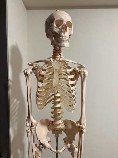 全身骨格模型 等身大