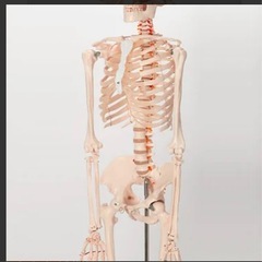 [7ウェルネ] 全身骨格模型 等身大の画像