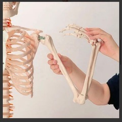 [7ウェルネ] 全身骨格模型 等身大の画像