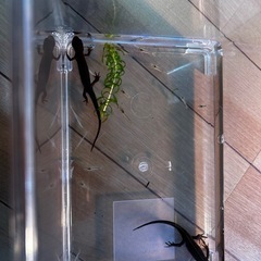 アカハライモリとミナミヌマエビ