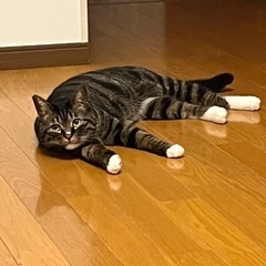 ソックスをはいた猫