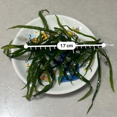 ミクロソリウム　流木付き水草 無農薬