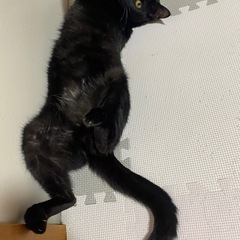 猫探しています。