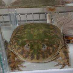 バジェットガエルの拒食