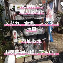 大特価ミジンコ🉐🉐養魚場直送　無人販売所　タイリクミジンコ、オオ...
