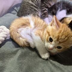 生後1ヶ月ぐらいの子猫たち(=ﾟωﾟ=)