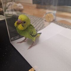 セキセイインコ - その他