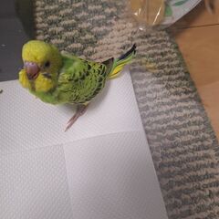 セキセイインコ − 福島県