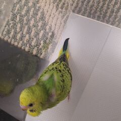 セキセイインコ - 里親募集