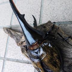 ヘラクレスオオカブトムシ♂単品