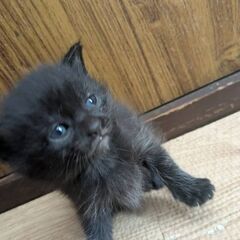 4月1日、12日生まれの子猫たち§黒猫2匹とグレー4匹§