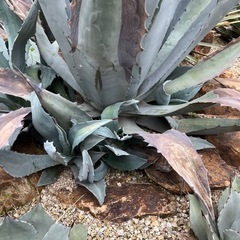 ウィンテリアーナ
の画像