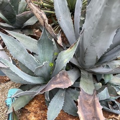 ウィンテリアーナ
の画像