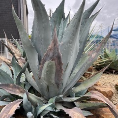 ウィンテリアーナ
