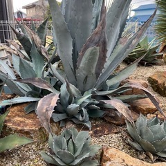 ウィンテリアーナ
の画像