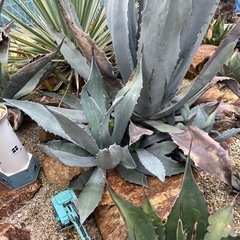 ウィンテリアーナ
の画像