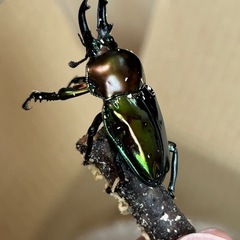 ニジイロクワガタ　ピカール血統　オス単
