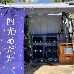 5月2日　四光めだか　めだか無人販売　横須賀市長井