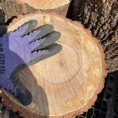 丸太　生木　ナラの木　1つ。25キロ〜45キロくらい　薪割り台にいかが？ の画像