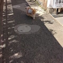ウォーキング友だちほしいです