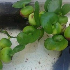 ホテイアオイ ３株セット の画像