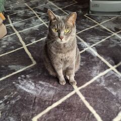 迷い猫探しております。茨城県結城郡八千代町村貫