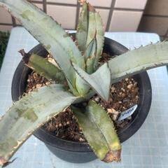 アガベ　チタノタブルー　鉢植えの画像