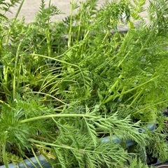 にんじん、大根の葉