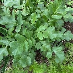 にんじん、大根の葉の画像