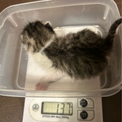 子猫  