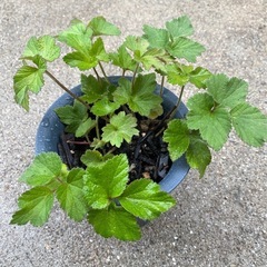 もらってくださった皆さまありがとうございましたの画像