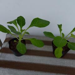 にがな　ニガナ　苦菜　野菜の苗
