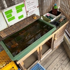 めだかの画像