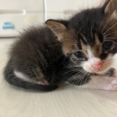 里親募集中です