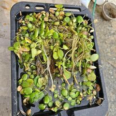 メダカ等用水草