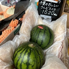 【在庫2玉】千葉の美味しいさんぶスイカ🍉