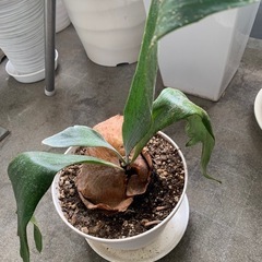 観葉植物　ビカクシダ　鉢植えバージョン