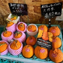鹿児島県産🍊大将季デコポン