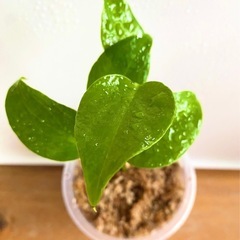 モンステラ デリシオーサの苗🌱5本と鉢付き！種から育てました！！