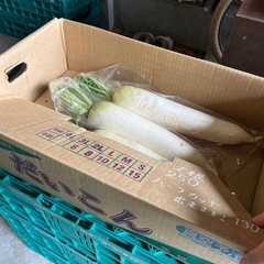 茨城県産大根