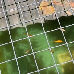 ミックスメダカ