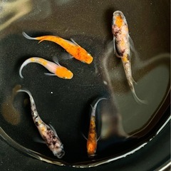 ３色ラメメダカ 1ペア