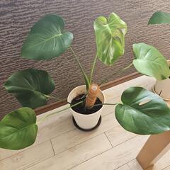 モンステラの画像