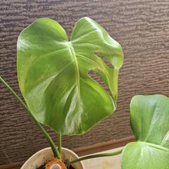 モンステラの画像