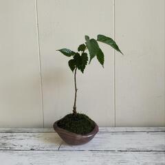 🌿ミニ盆栽🌿桑の葉🌿天然ゴケ/陶器鉢/観葉植物🌿