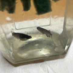 めだか　ミッドナイトフリル　漆黒