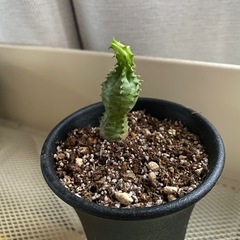 観葉植物　ユーフォルビア　オベサブロウ　③