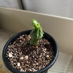 観葉植物　ユーフォルビア　オベサブロウ　③の画像